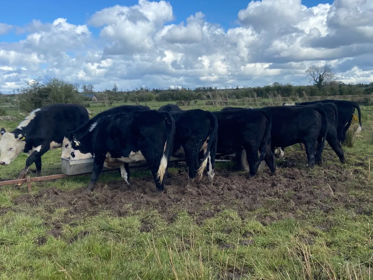 12 store heifers - Image 1