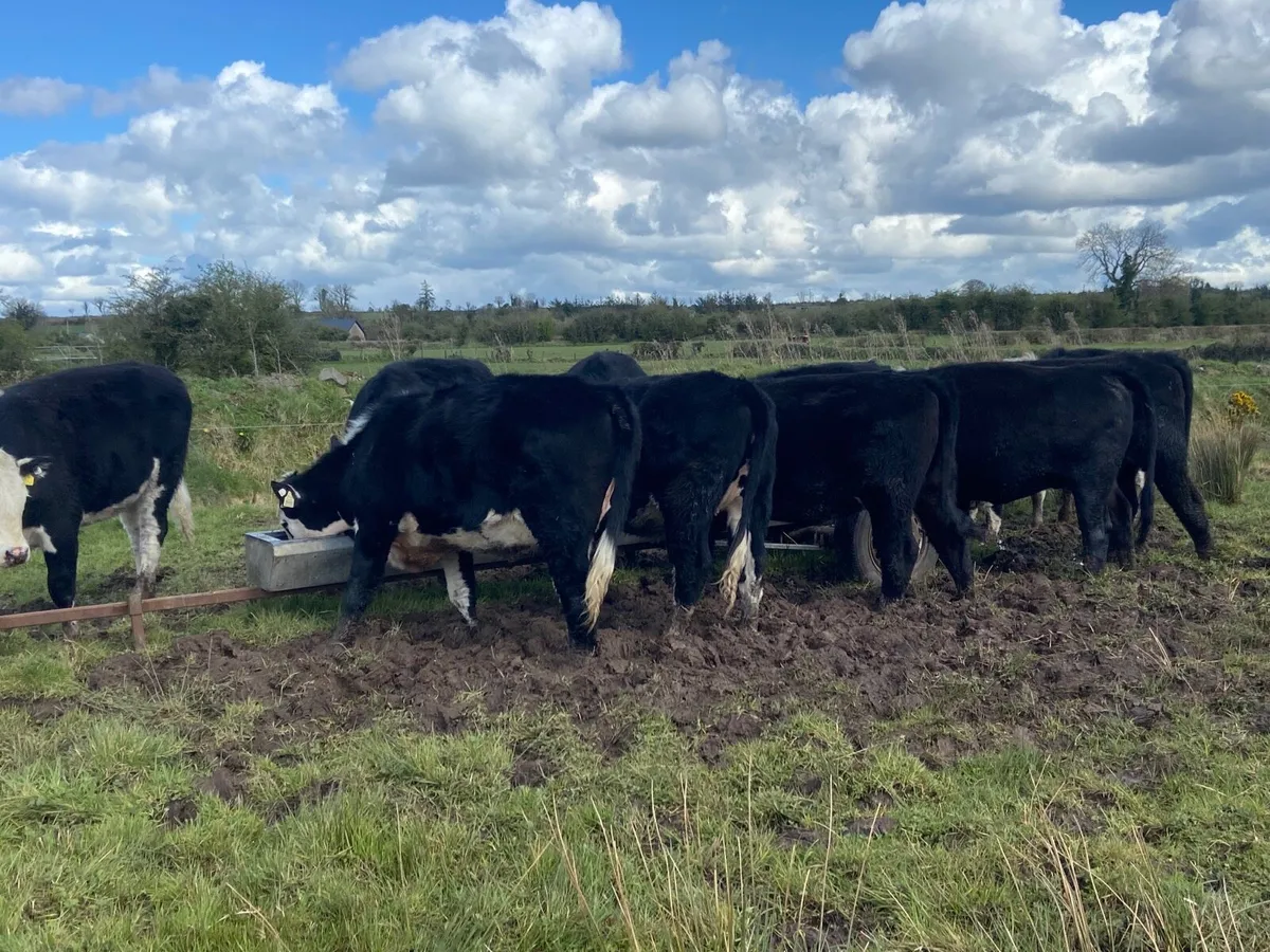 12 store heifers - Image 2
