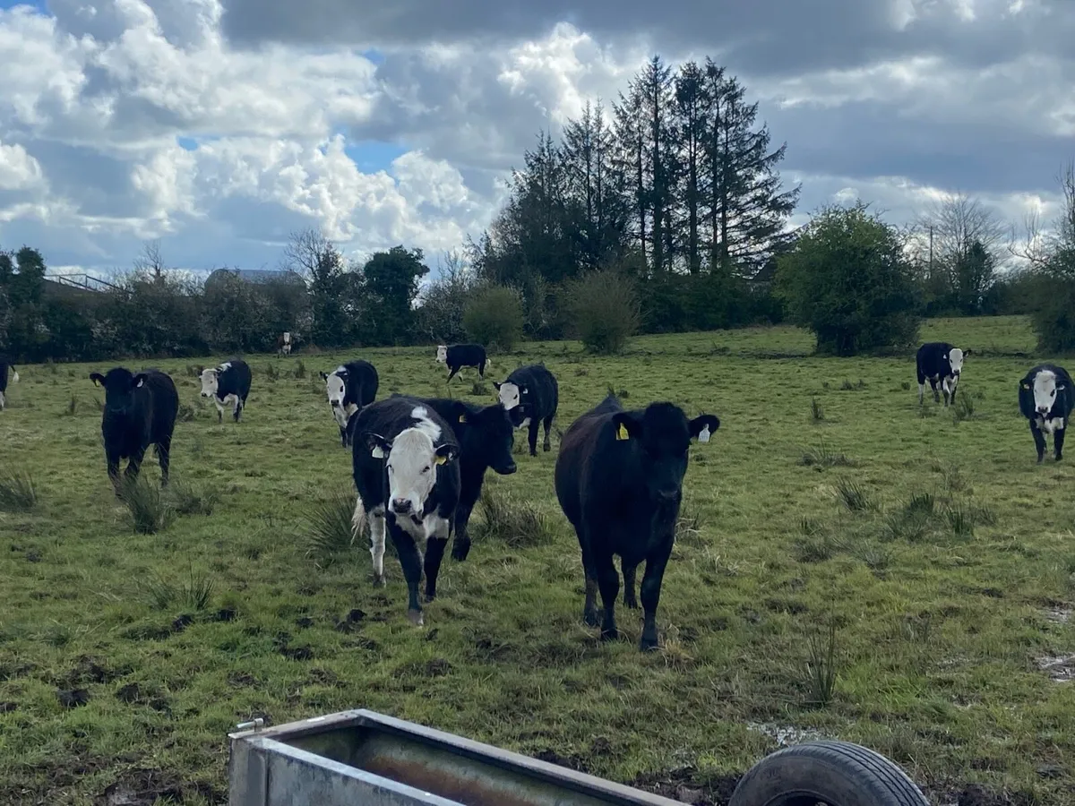 12 store heifers - Image 3