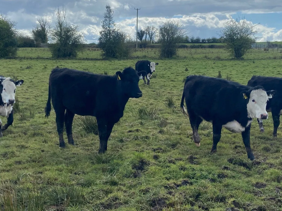 12 store heifers - Image 4
