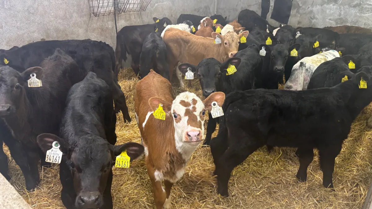 ⭐️Top Quality Calves⭐️ - Image 4