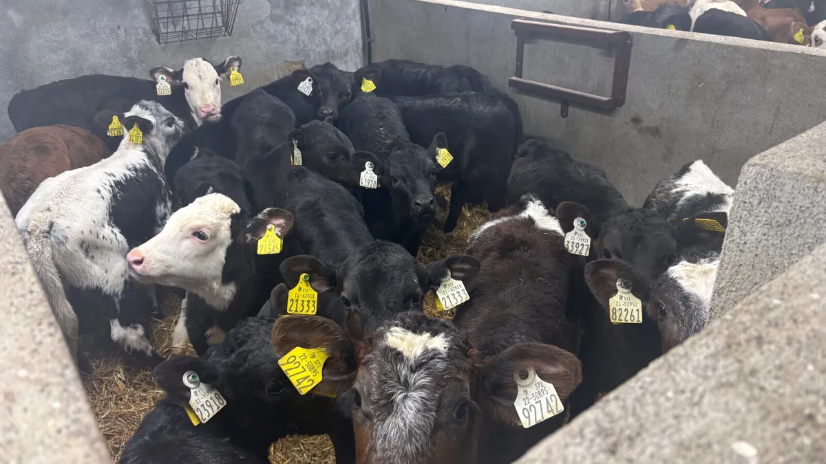 ⭐️Top Quality Calves⭐️ - Image 2