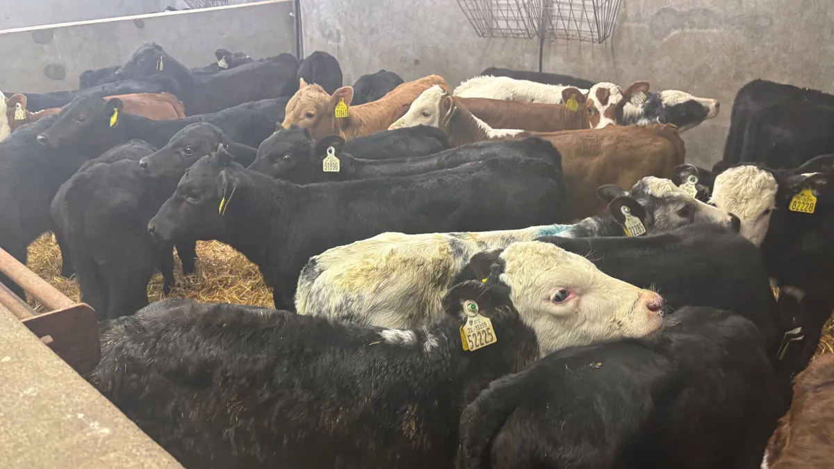 ⭐️Top Quality Calves⭐️ - Image 3