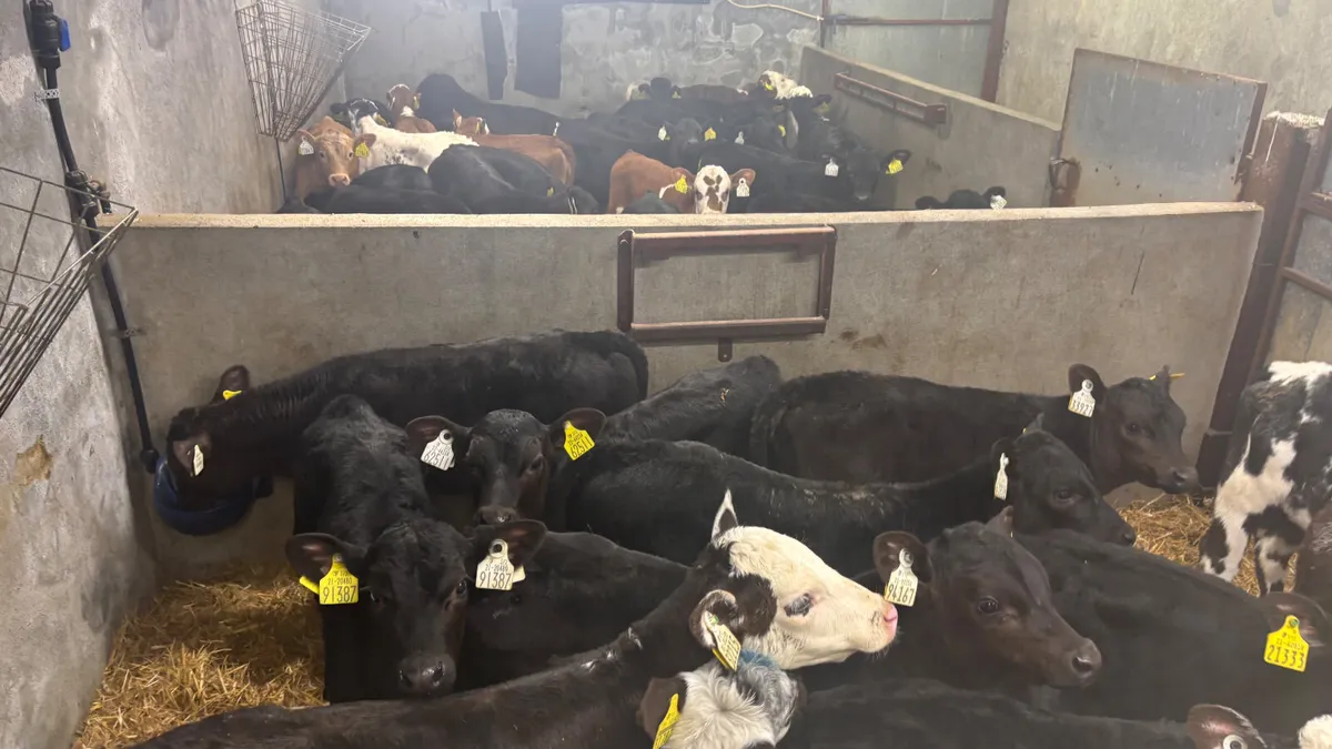 ⭐️Top Quality Calves⭐️ - Image 1