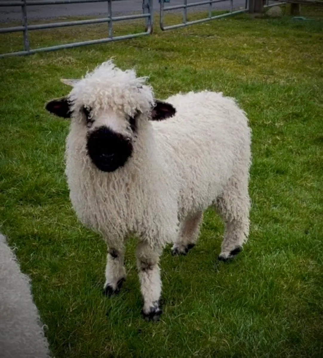 Valais Blacknose Ewes - Image 1
