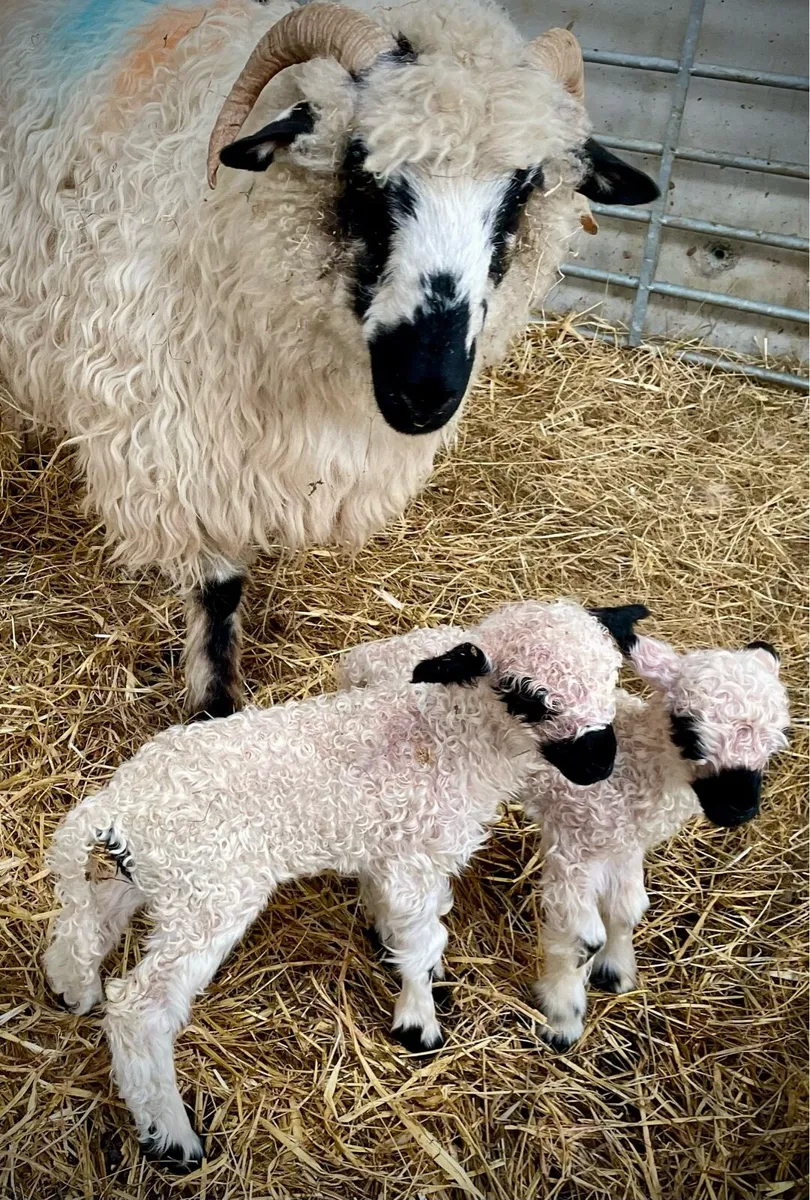 Valais Blacknose Ewes - Image 2