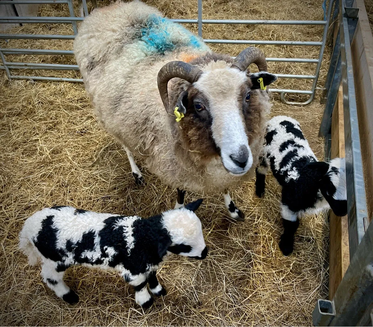 Valais Blacknose Ewes - Image 3