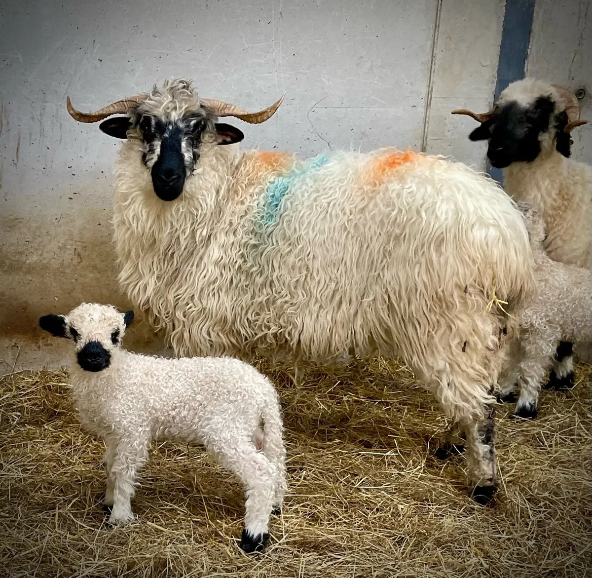 Valais Blacknose Ewes - Image 4