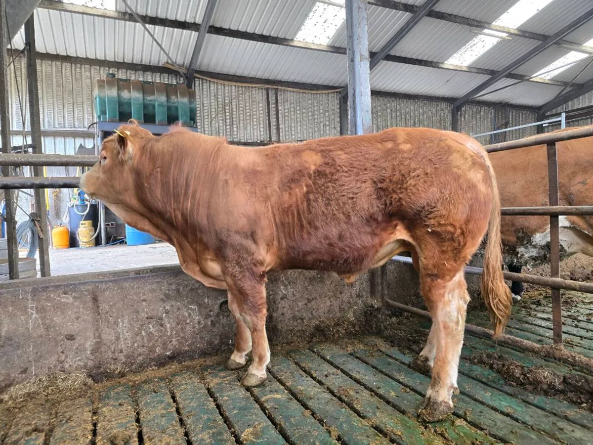 PBR Limousin Bull - Image 1