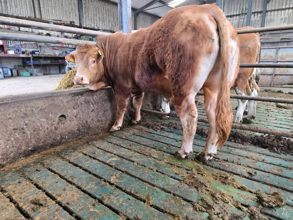 PBR Limousin Bull - Image 2