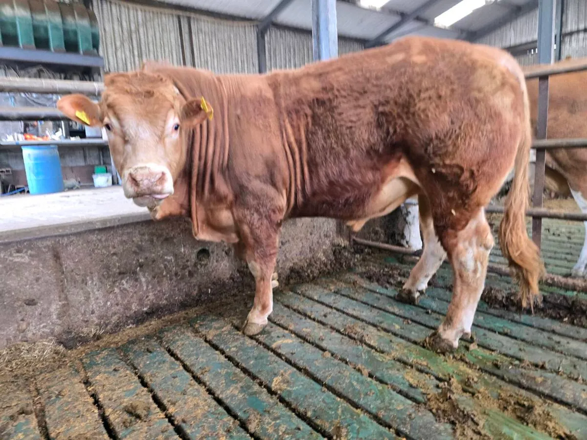 PBR Limousin Bull - Image 3