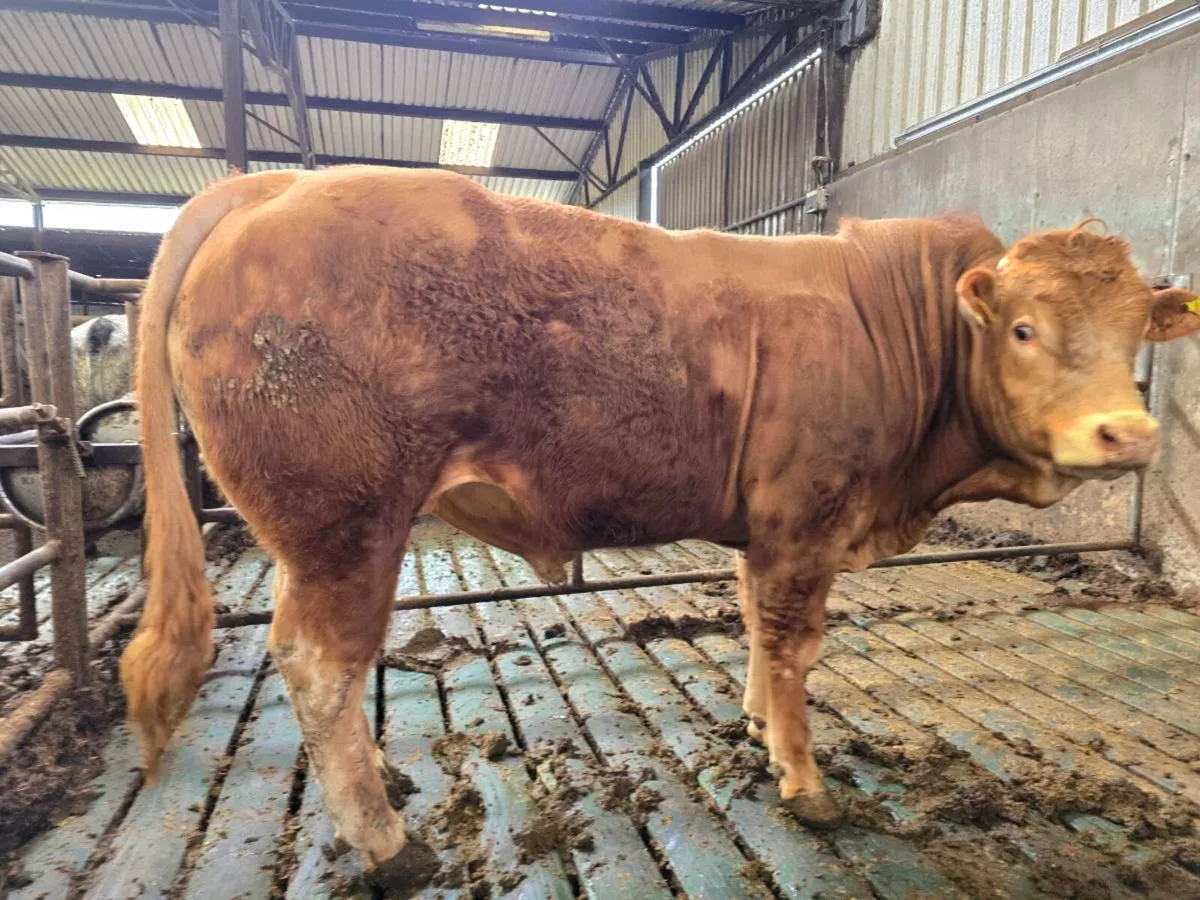 PBR Limousin Bull - Image 4