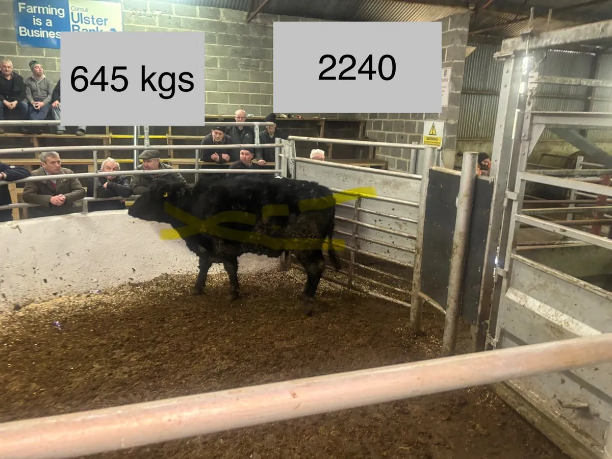 🐂⚠️🐂ORGANC SALE  CLONES MART🐂⚠️🐂 - Image 4