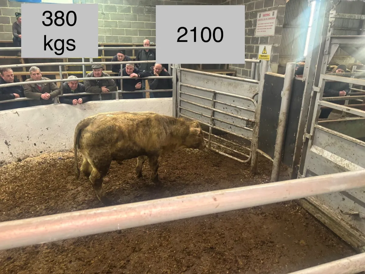 🐂⚠️🐂ORGANC SALE  CLONES MART🐂⚠️🐂 - Image 1