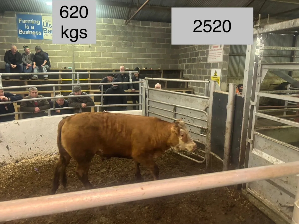 🐂⚠️🐂ORGANC SALE  CLONES MART🐂⚠️🐂 - Image 2