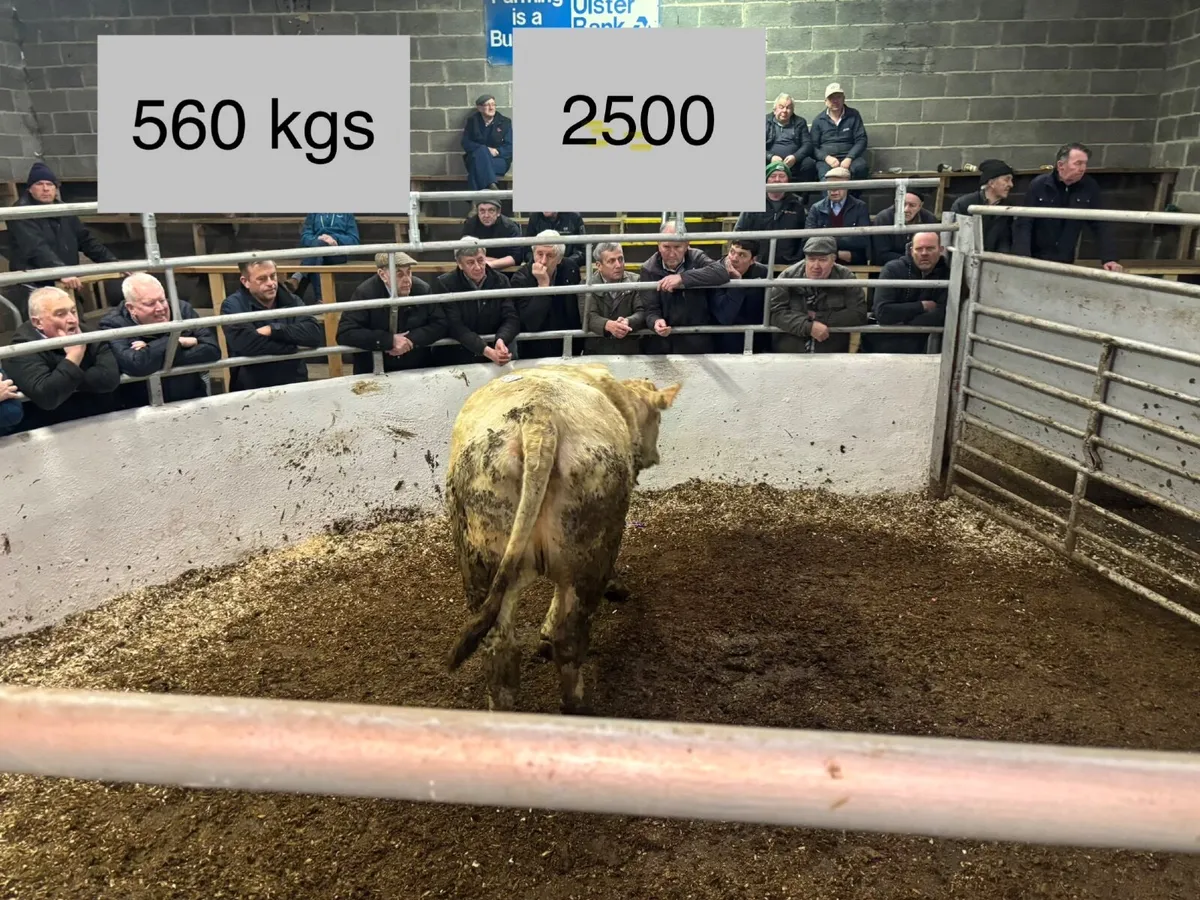 🐂⚠️🐂ORGANC SALE  CLONES MART🐂⚠️🐂 - Image 3