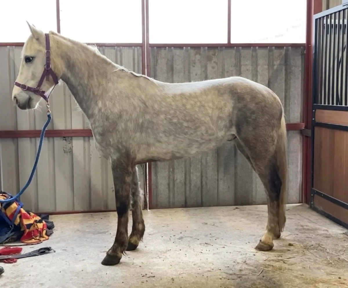 4yo Connemara gelding - Image 1