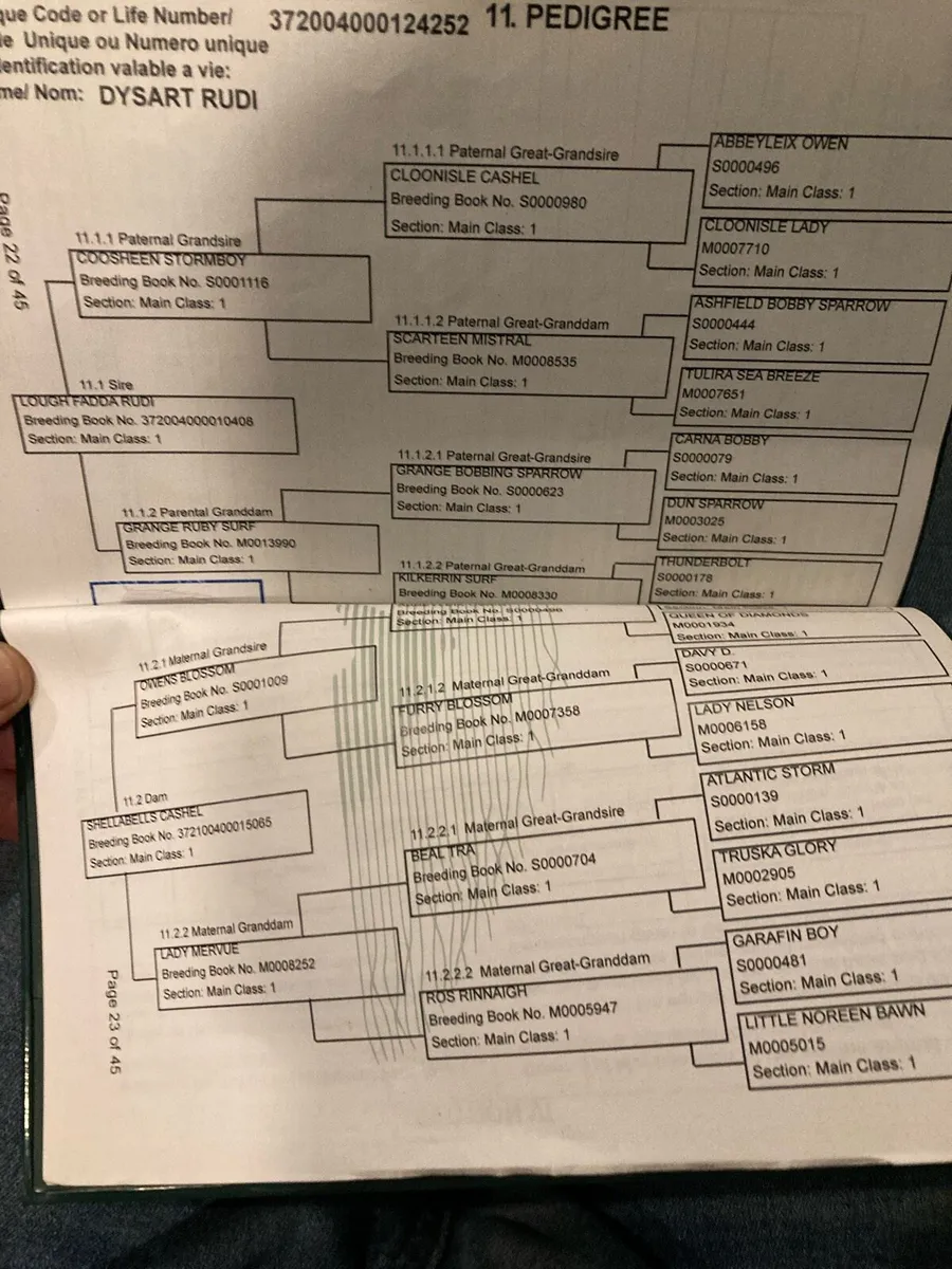 4yo Connemara gelding - Image 2