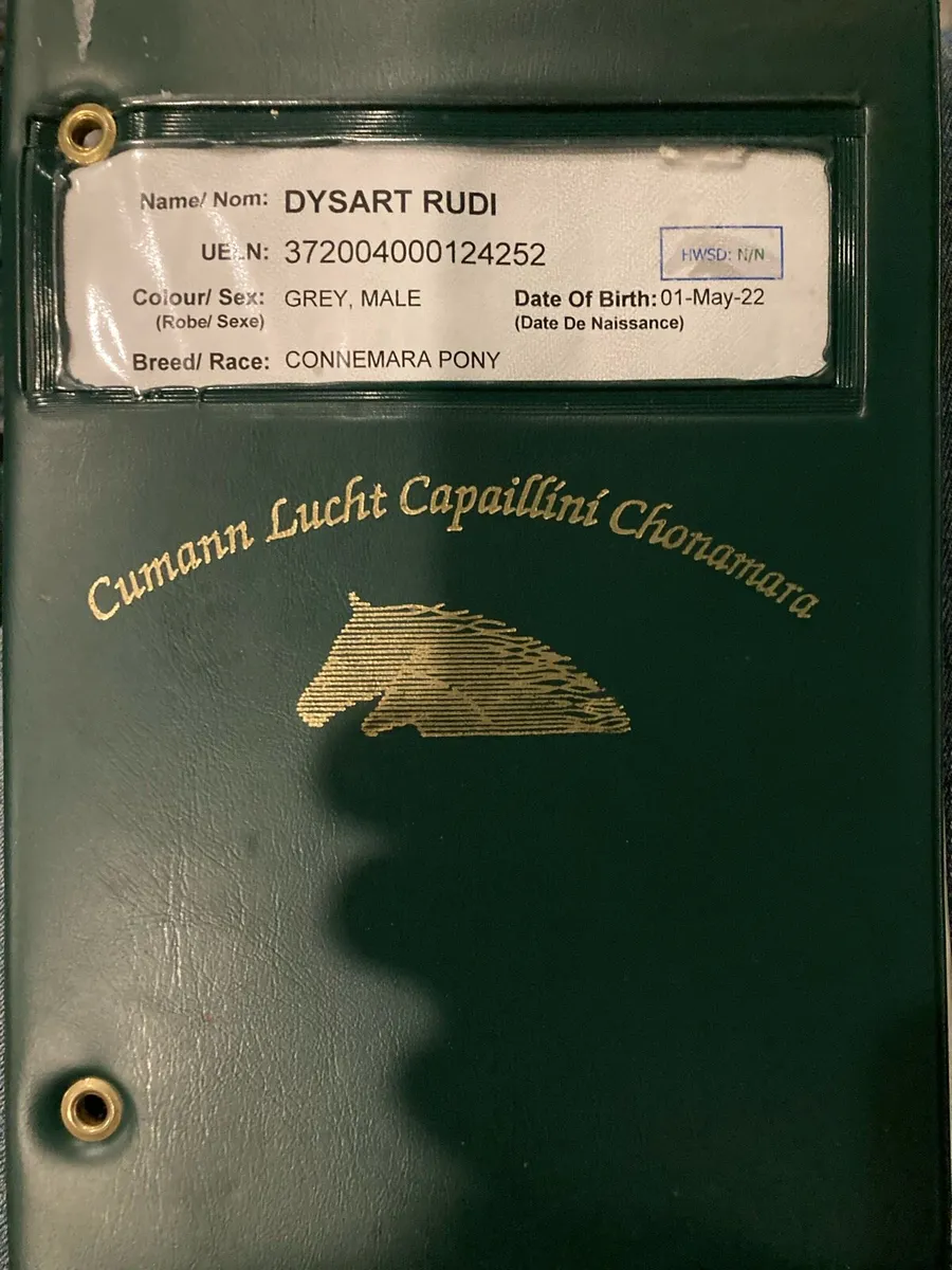 4yo Connemara gelding - Image 3