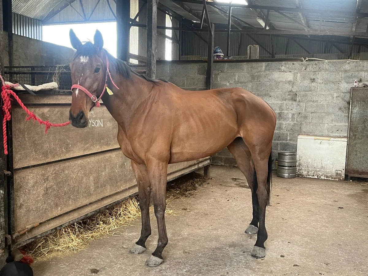 Horse - Image 4
