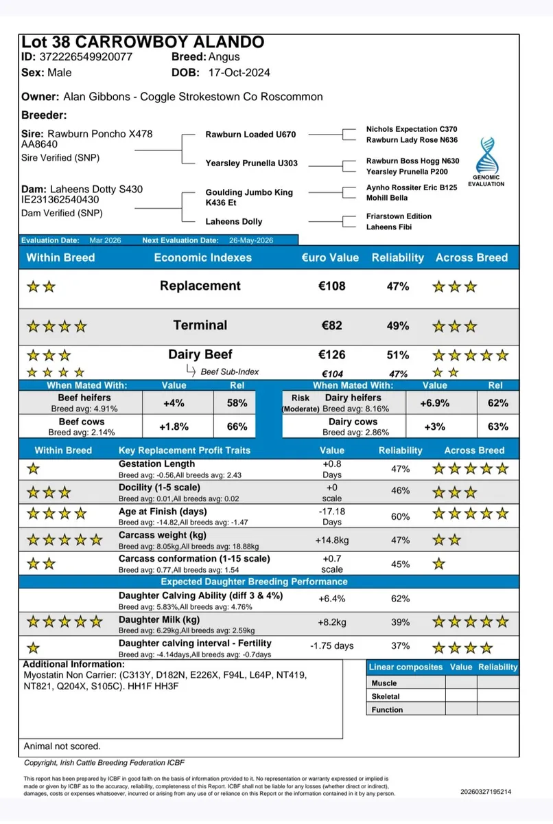 Angus bulls for Kilkenny bull sale tomorrow - Image 2