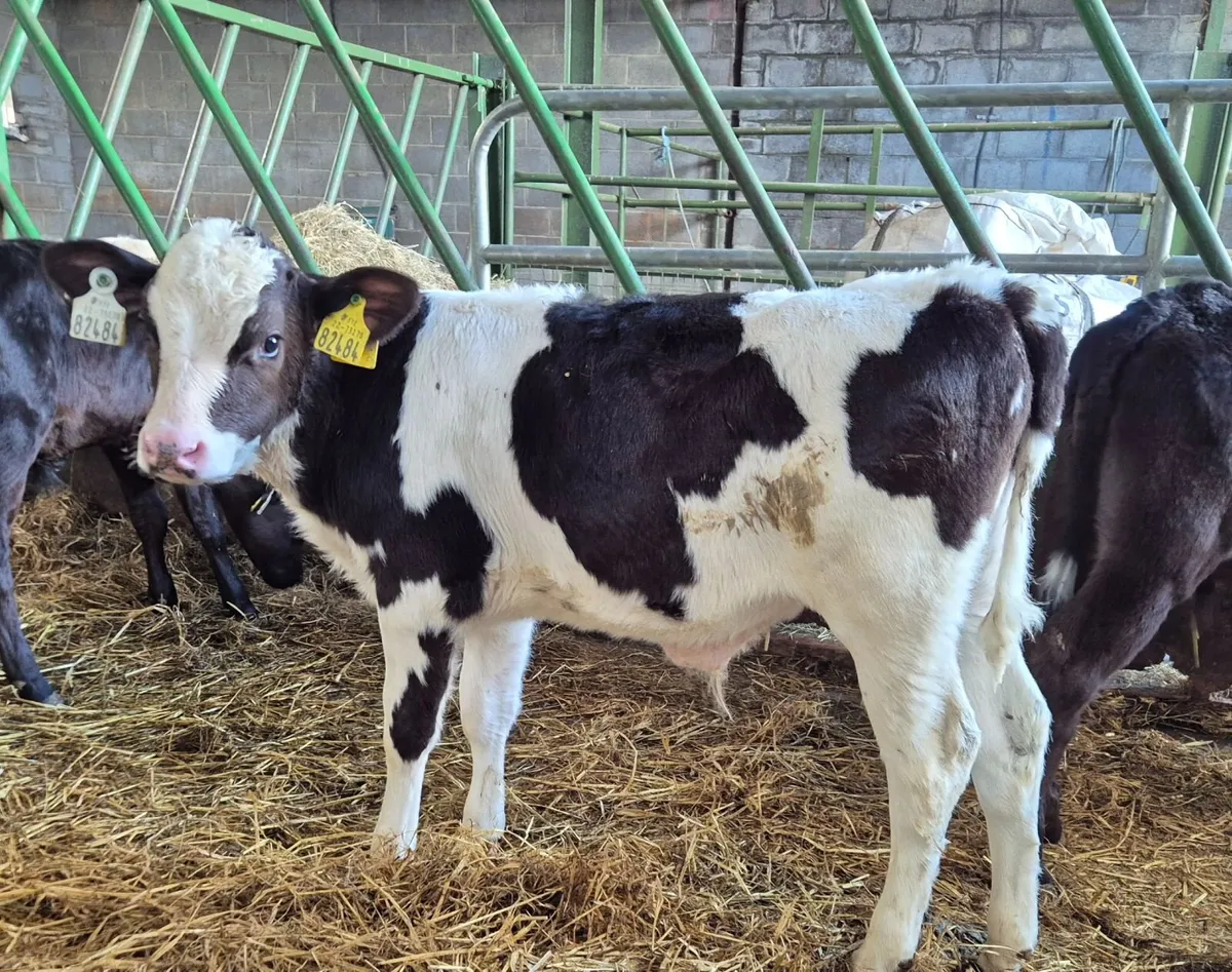 X50 Friesian Bull calves for sale - Image 2