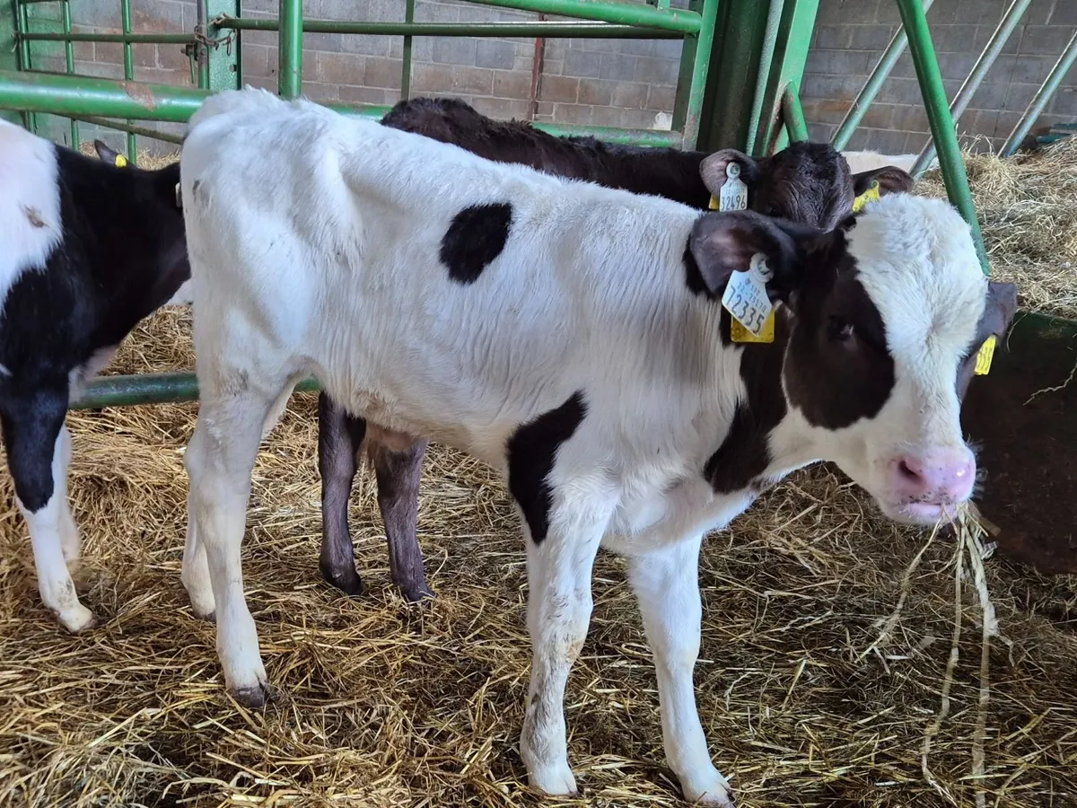 X50 Friesian Bull calves for sale - Image 3