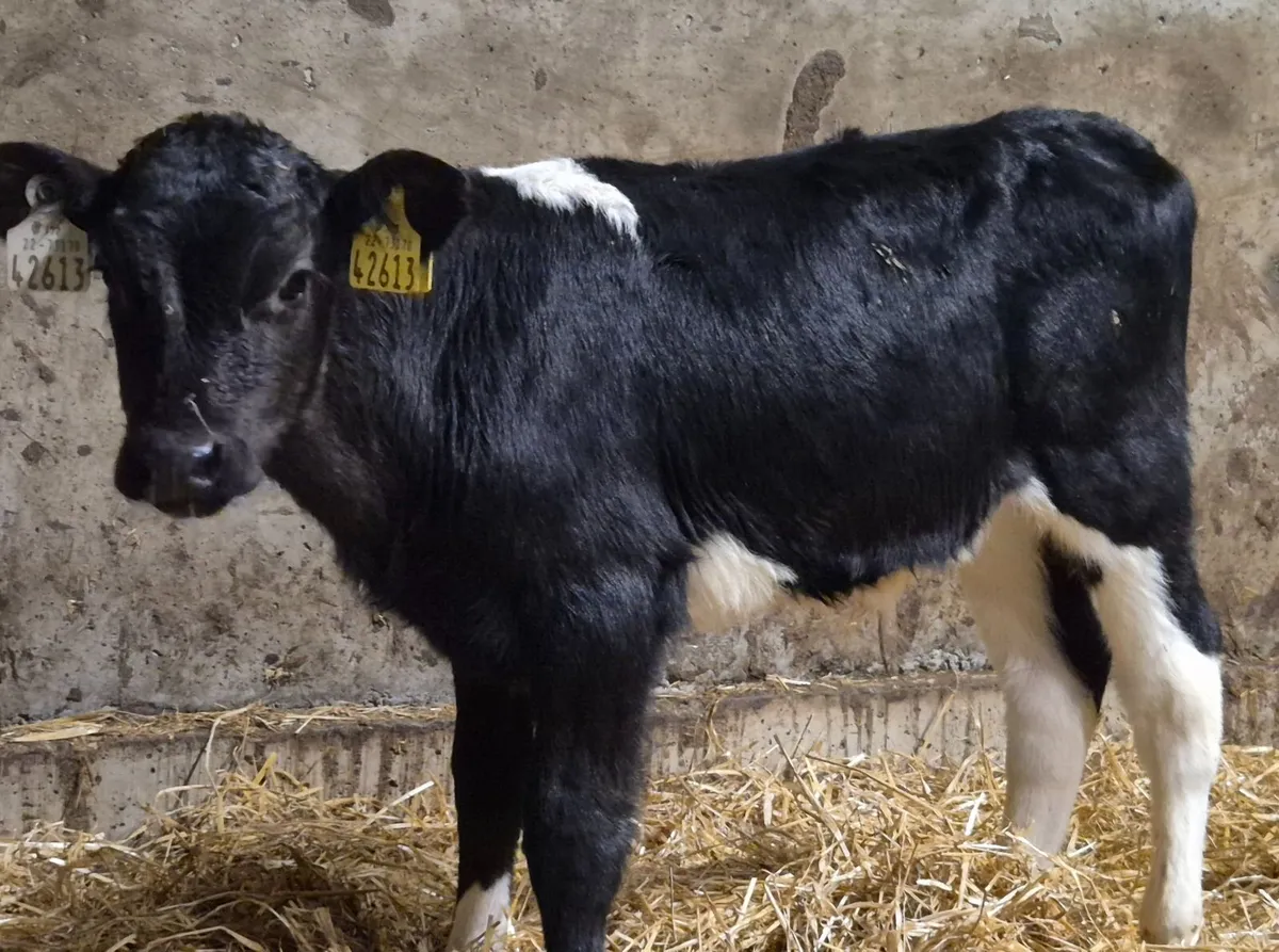 X25 Friesian Bull calves for sale - Image 2