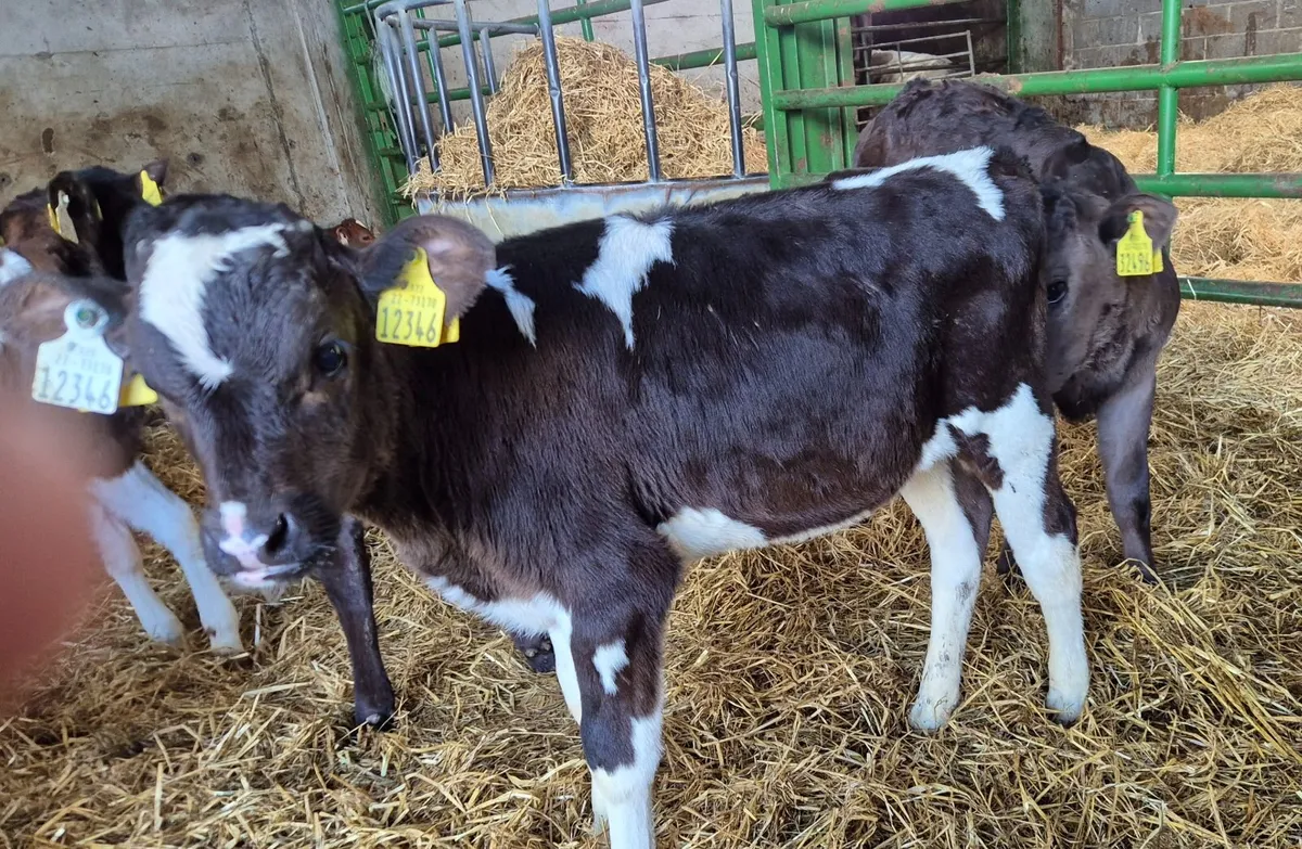 X50 Friesian Bull calves for sale - Image 4