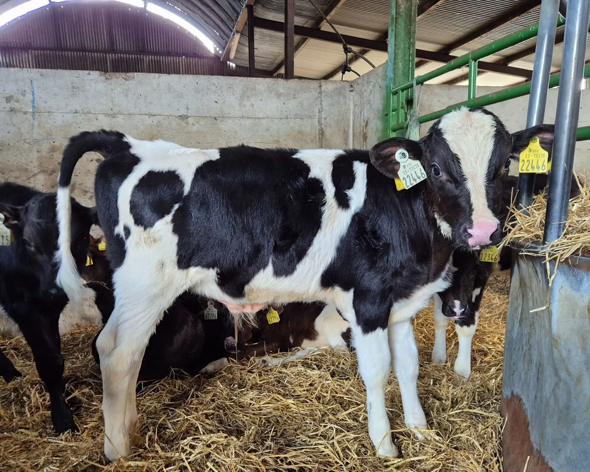 X50 Friesian Bull calves for sale - Image 1