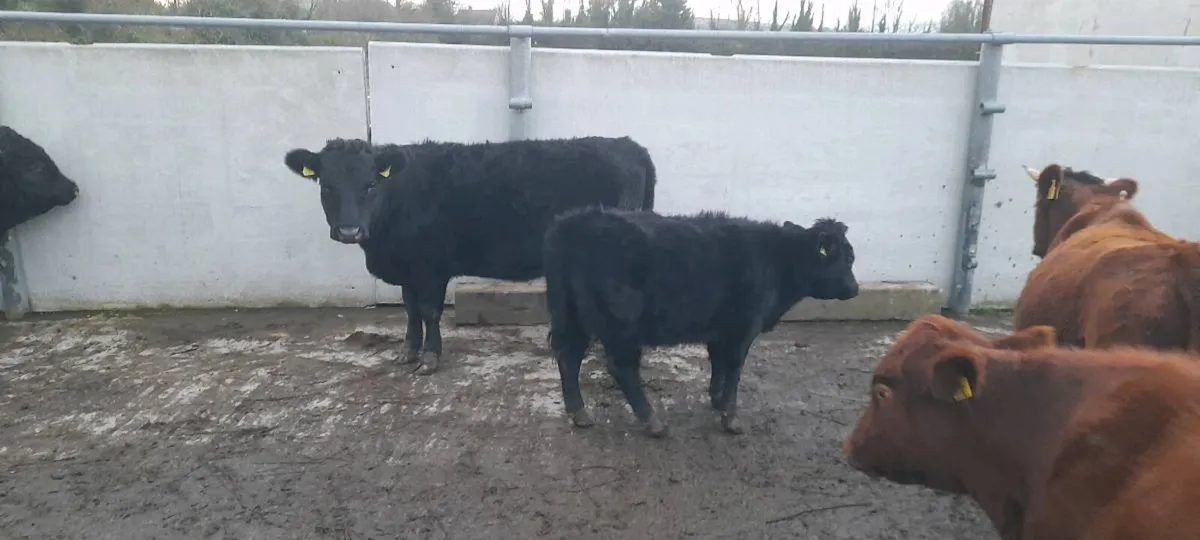 Halter trained Dexter cattle - Image 2
