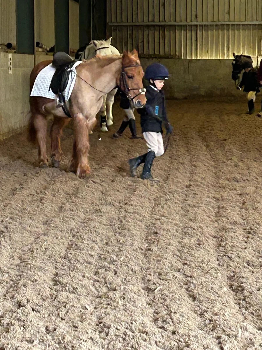 ** 11.2h Super Starter Pony, on & off the lead** - Image 3