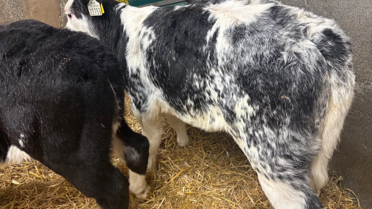 2 Blue Grey Roan Belgian Blue Heifer Calves - Image 2