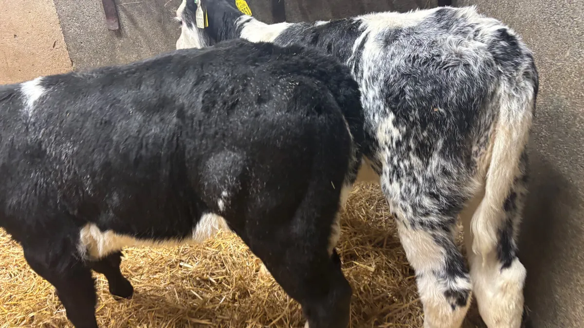 2 Blue Grey Roan Belgian Blue Heifer Calves - Image 4