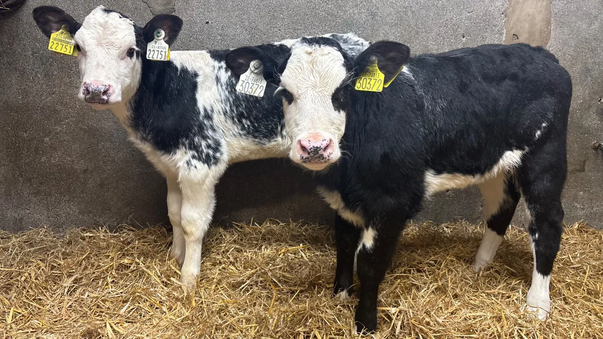2 Blue Grey Roan Belgian Blue Heifer Calves - Image 3