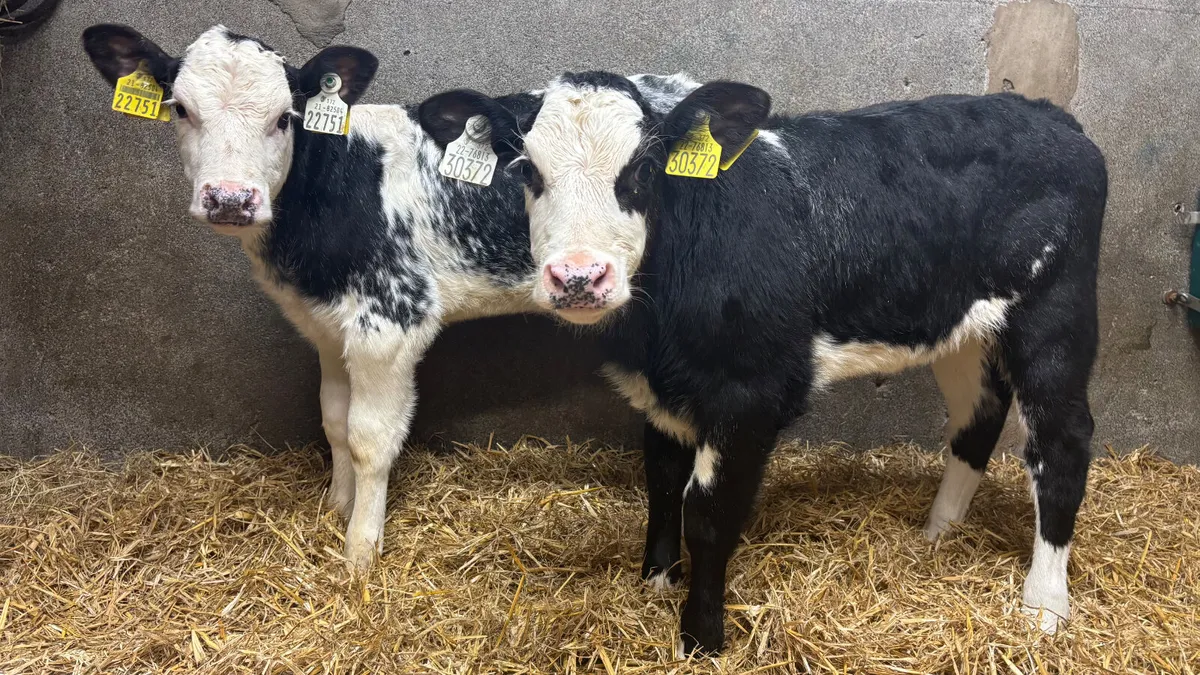 2 Blue Grey Roan Belgian Blue Heifer Calves - Image 1