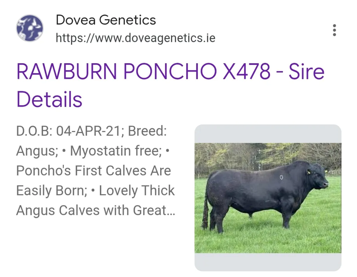 Angus bulls for Kilkenny bull sale tomorrow - Image 3