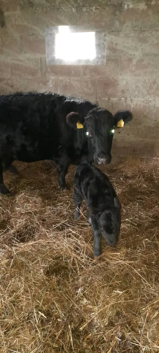 Halter trained Dexter cattle - Image 3