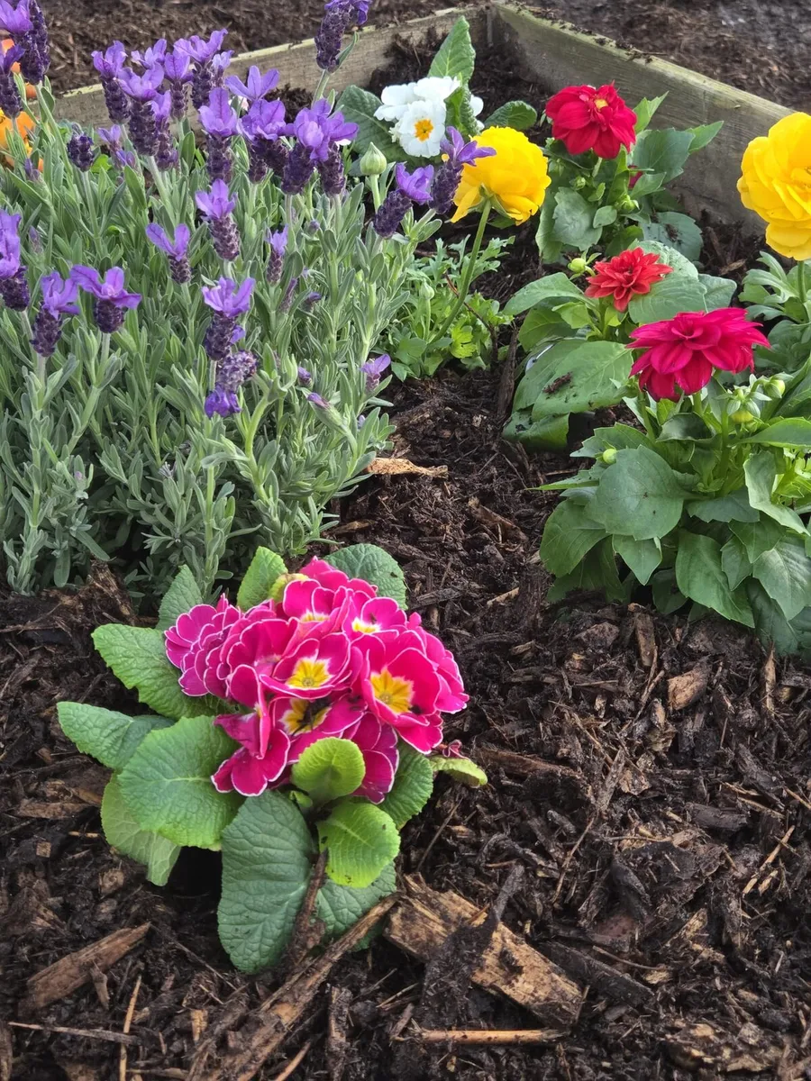 Garden Mulch - Image 2