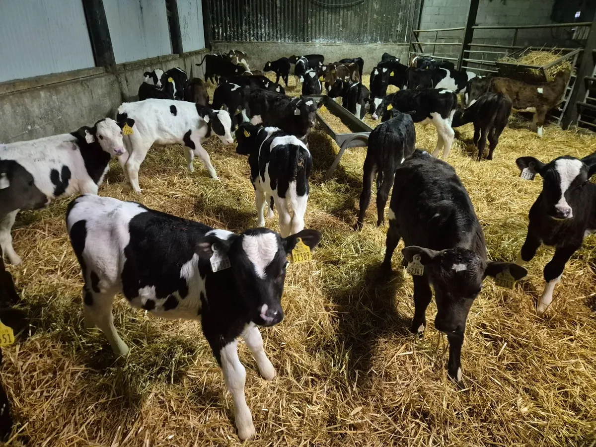 X25 Friesian Bull calves for sale - Image 3