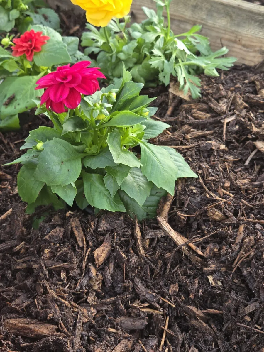 Garden Mulch - Image 1