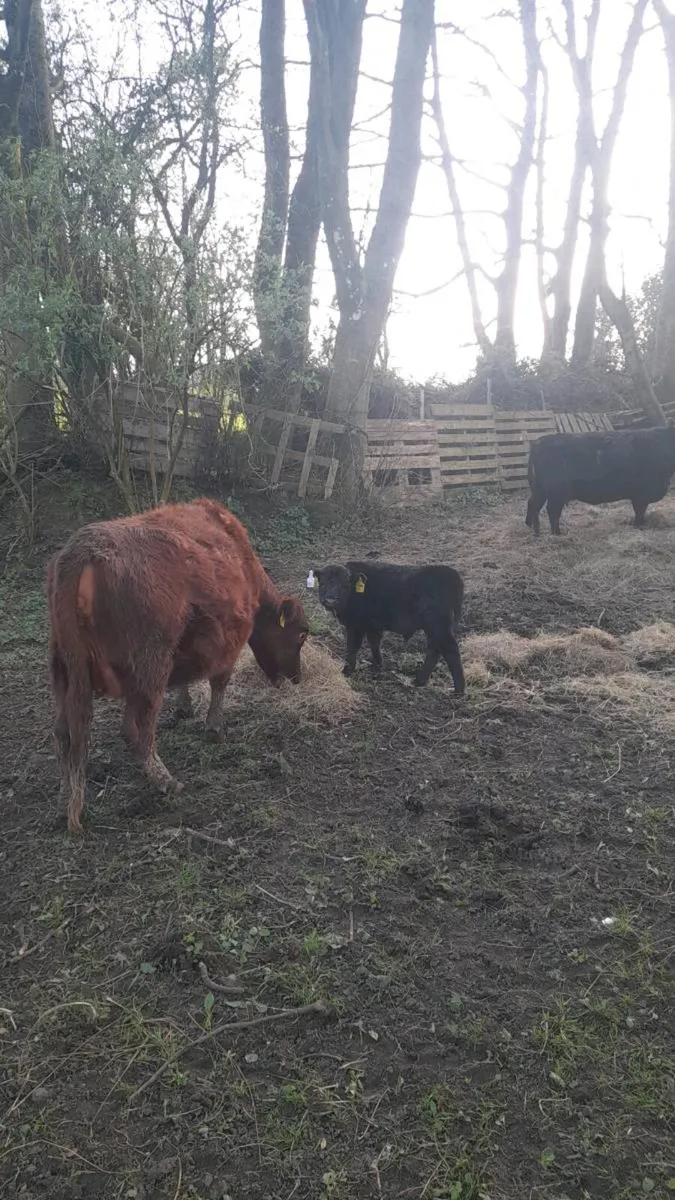 Halter trained Dexter cattle - Image 4