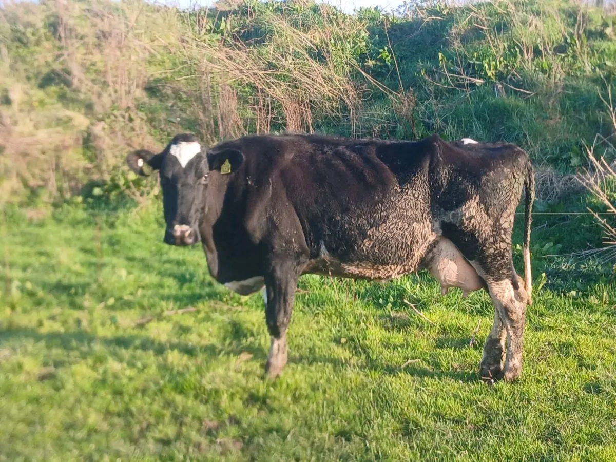 Cow to rear calves