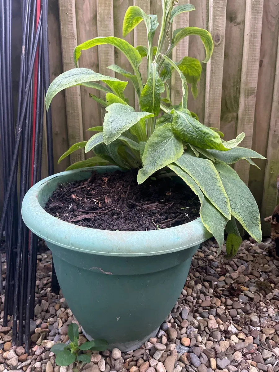 Pots with soil for plants - Image 3