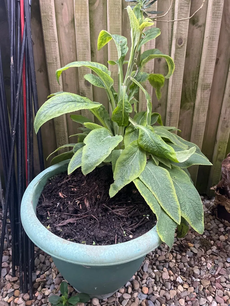 Pots with soil for plants - Image 2