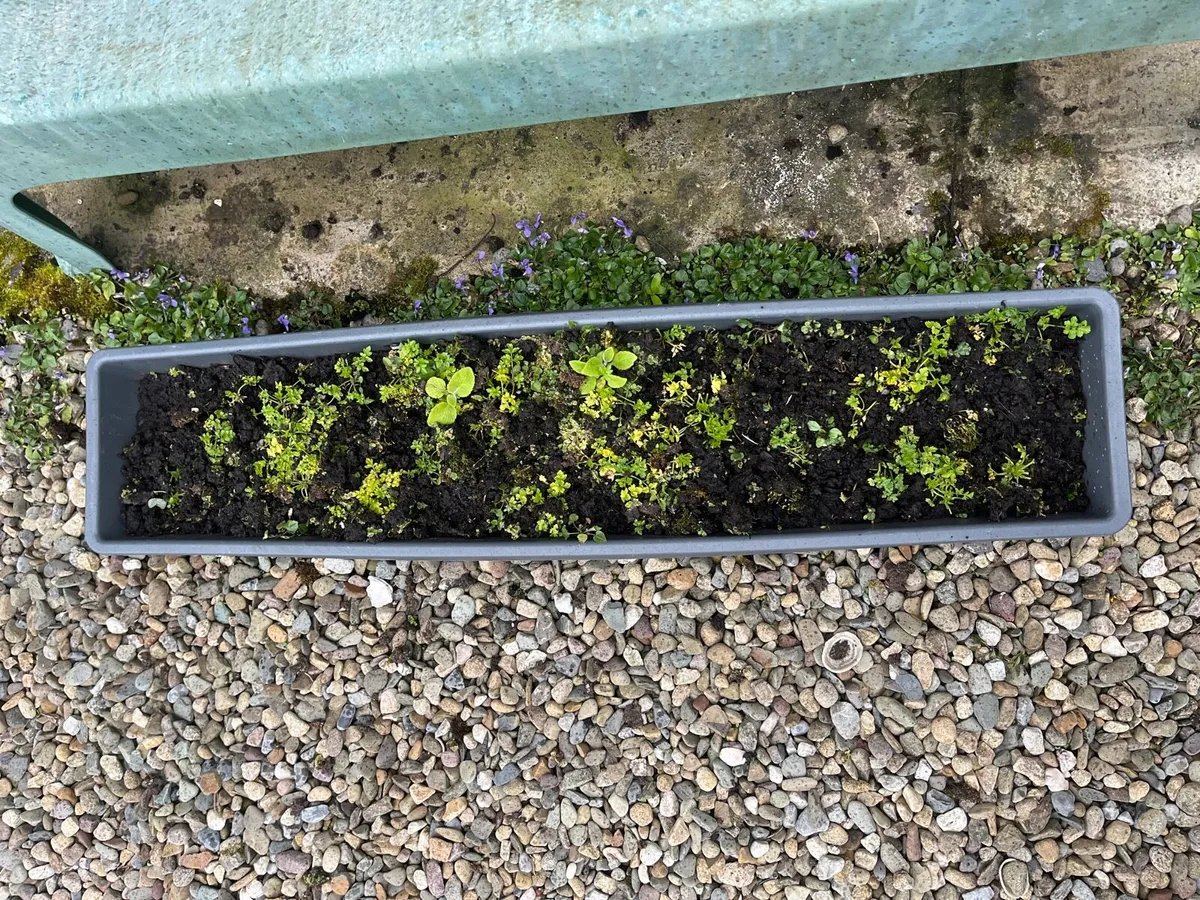 Pots with soil for plants - Image 4