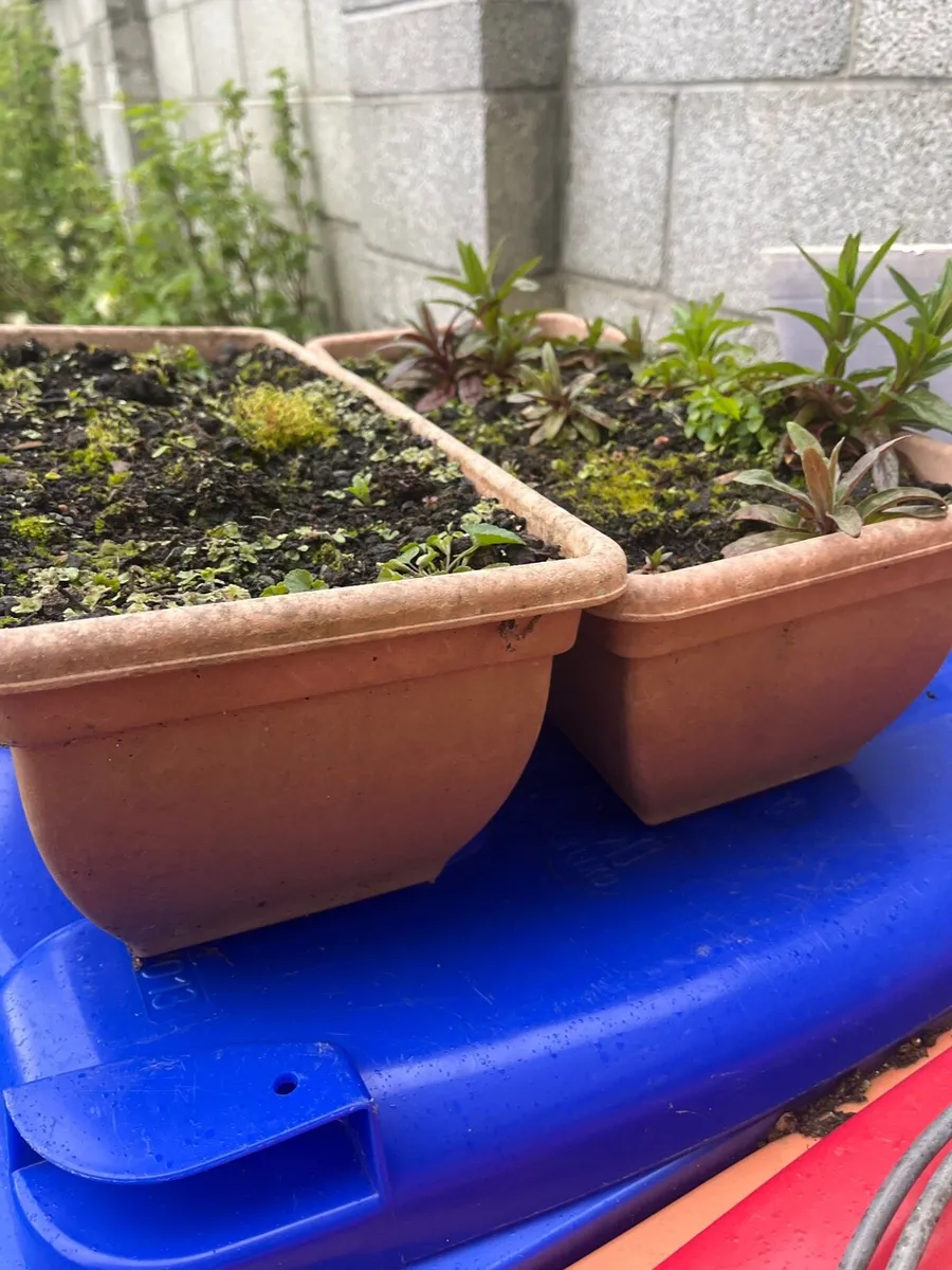 Pots with soil for plants - Image 1