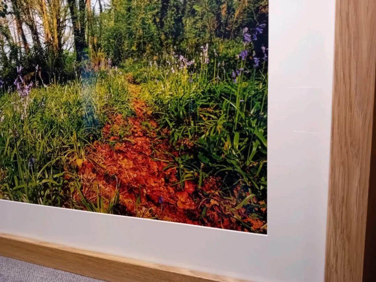 Ballyannon Woods - Image 2