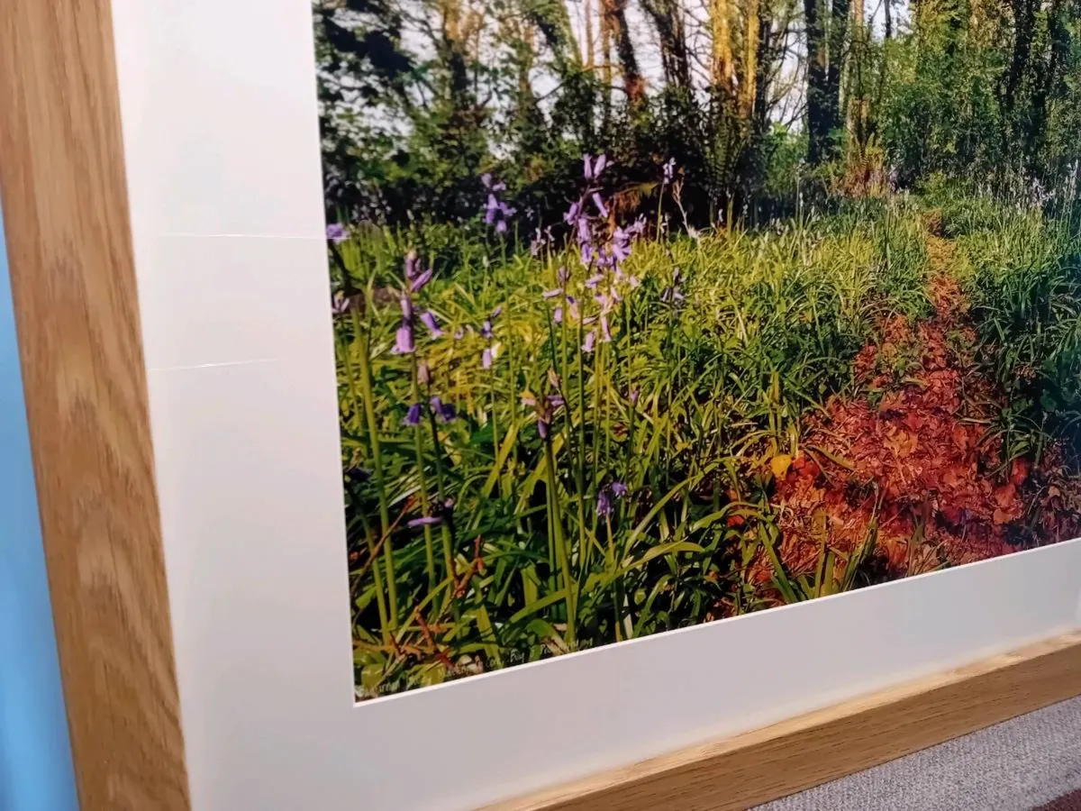 Ballyannon Woods - Image 3