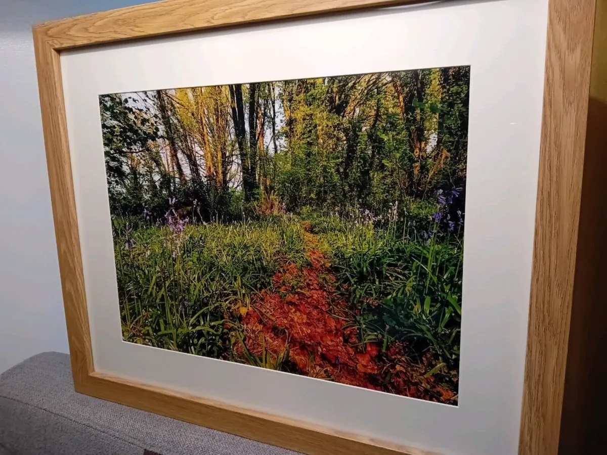 Ballyannon Woods - Image 4